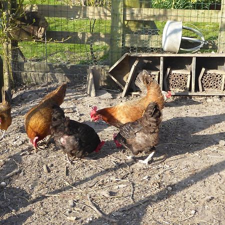 Beemster Oase Bed and Breakfast Middenbeemster Εξωτερικό φωτογραφία